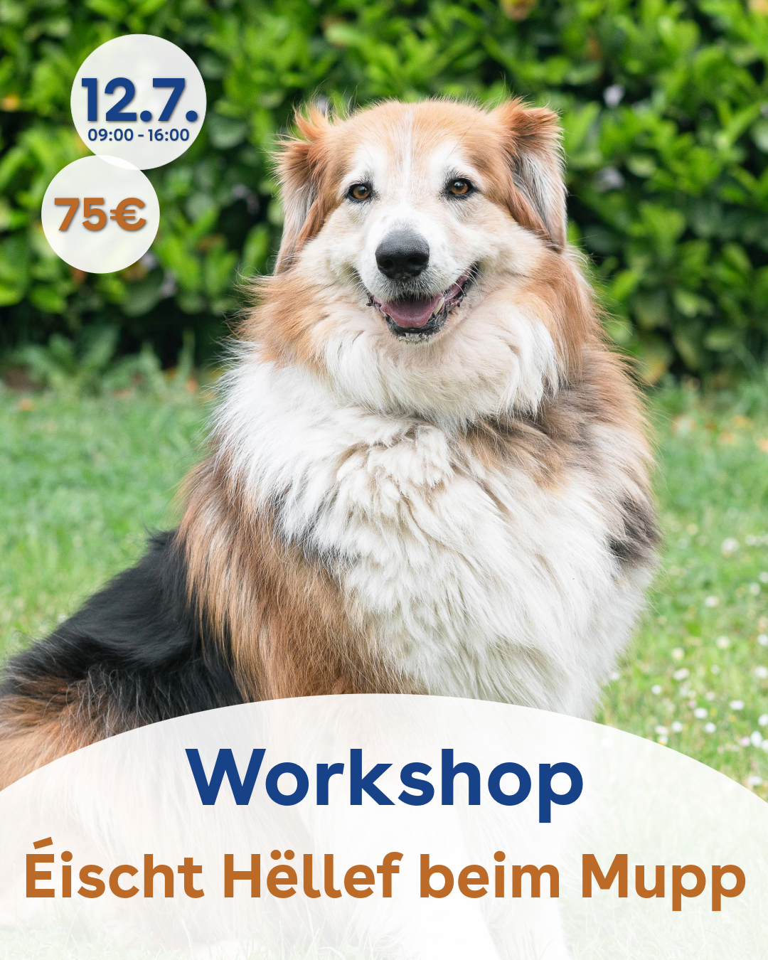 Éischt Hëllef beim Hond - 12. Juli 2026