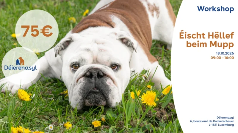 Éischt Hëllef beim Hond - 18. Oktober 2026