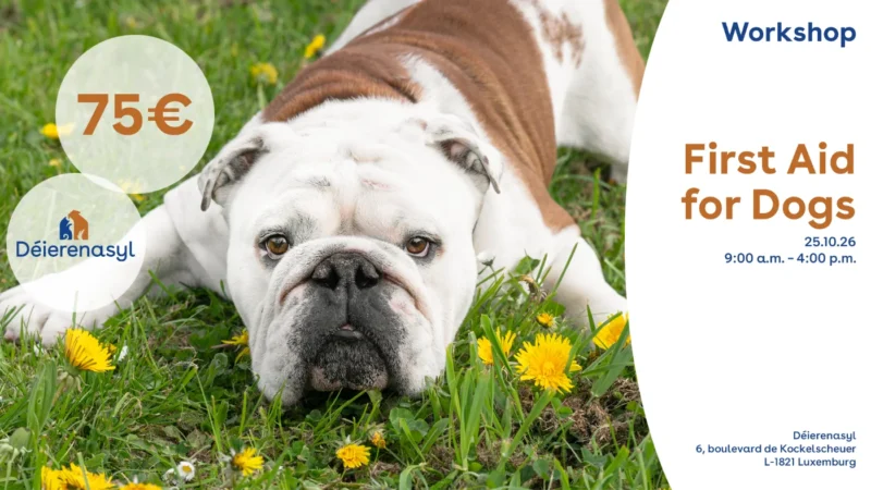 First Aid for Dogs - Octobre 25th 2026