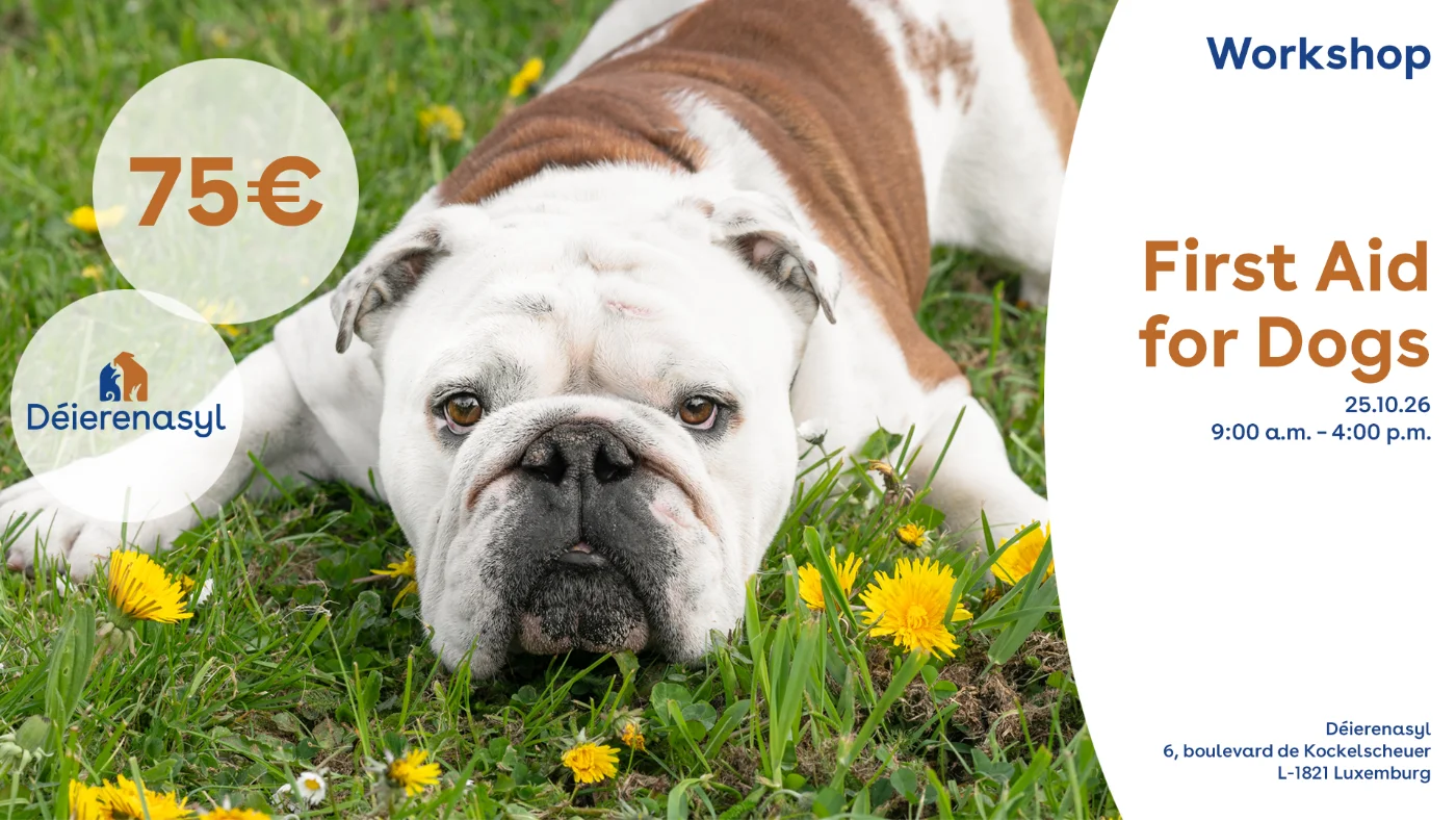 First Aid for Dogs - Octobre 25th 2026
